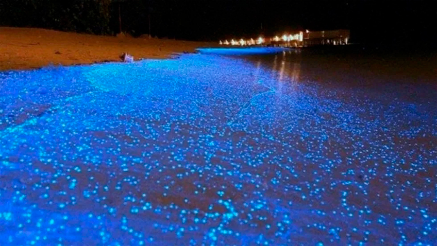 Confinamiento provoca mayor bioluminiscencia en costas mexicanas, dice experto