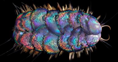 Descubren cuatro nuevos gusanos de vivos colores que habitan en las profundidades del océano