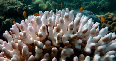 Generan coral resistente al calor ante blanqueamiento de arrecifes