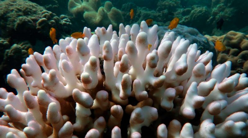 Generan coral resistente al calor ante blanqueamiento de arrecifes