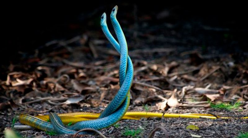 Las serpientes pueden formar amistades según nueva investigación