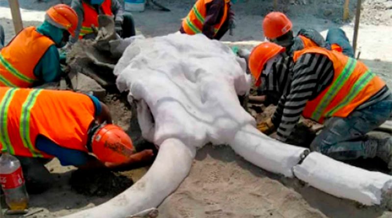 Mexico: hallan restos de 60 mamuts en área del nuevo aeropuerto de Santa Lucía
