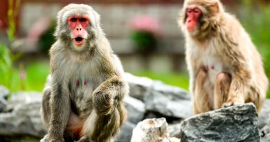 Dos estudios confirman que los macacos que pasan el COVID-19 generan inmunidad