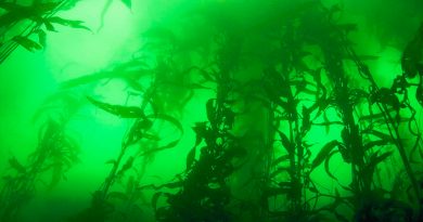 Modifican la fotosíntesis de las algas para producir hidrógeno