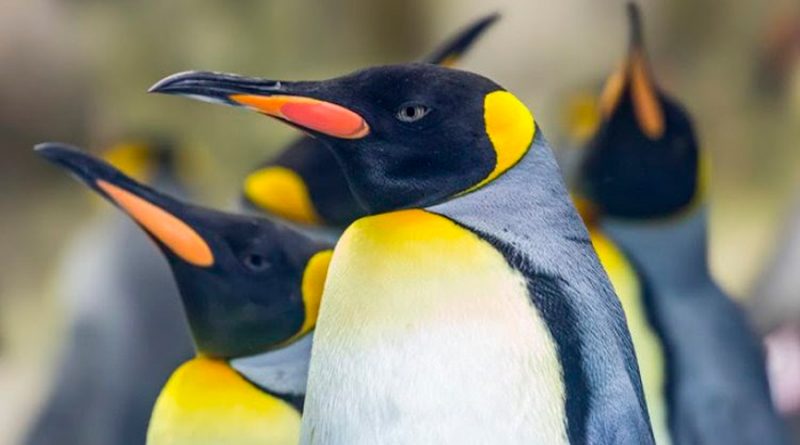 Los pingüinos de la Antártida emiten un gas que afectó a los científicos que los estudiaban