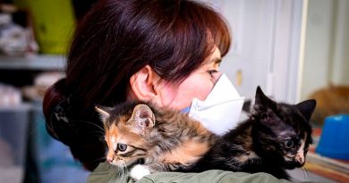 Una investigación detecta un gato con coronavirus asintomático y sano