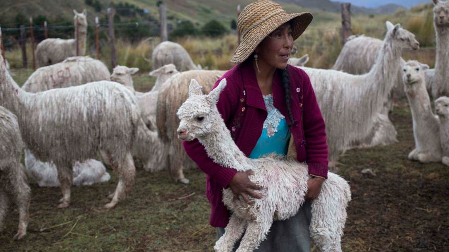 Comienza a probarse en alpacas una vacuna para el COVID-19