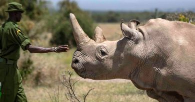 La pandemia pone en riesgo la preservación del rinoceronte blanco