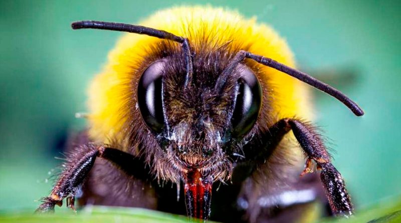 El secreto de los abejorros para que las plantas florezcan antes