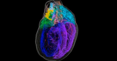 Crean el primer mapa tridimensional de las neuronas del corazón