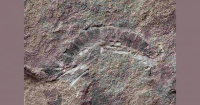 Milpiés fósil de Escocia, el insecto más antiguo del mundo