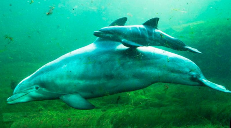 Aprenden delfines a buscar comida sin la ayuda de sus madres