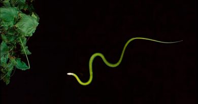 Las serpientes voladoras usan sus ondulaciones para deslizarse por el aire