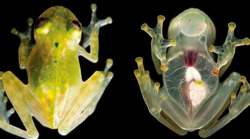 El gran secreto de las ranas de cristal: por esto son translúcidas