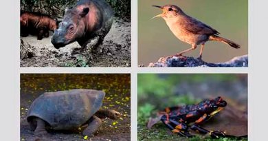 El planeta vive sexta extinción masiva y amenaza a 515 especies de vertebrados: investigador mexicano
