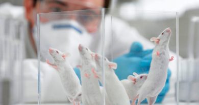 Trasplantan con éxito en ratas minihígados humanos creados en laboratorio