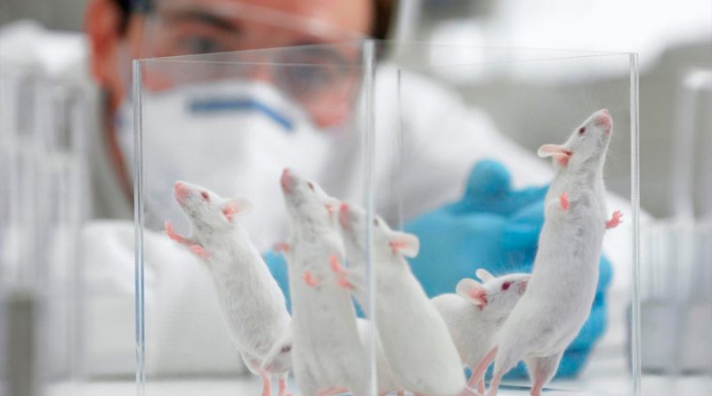 Trasplantan con éxito en ratas minihígados humanos creados en laboratorio