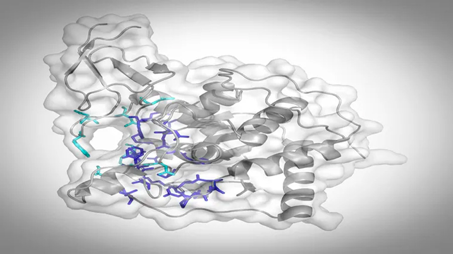 Descubren que la proteína stirt6 es la primera respuesta al daño del ADN