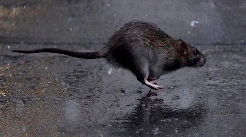 Ratas desesperadas se vuelven "agresivas" ante la falta alimentos que deja la cuarentena