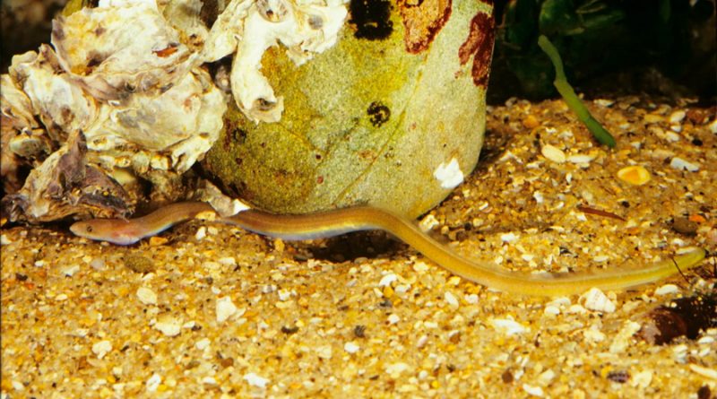 Esta anguila puede abrirse paso a través del estómago de sus depredadores, y eso no es lo peor