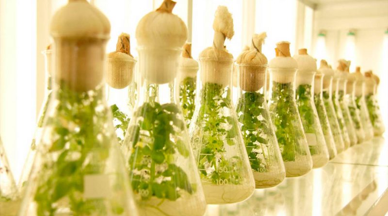 Biotecnología aplicada a productos naturales