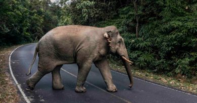 Elefantes, amenazados por las multitudes tailandesas recuperan un parque nacional