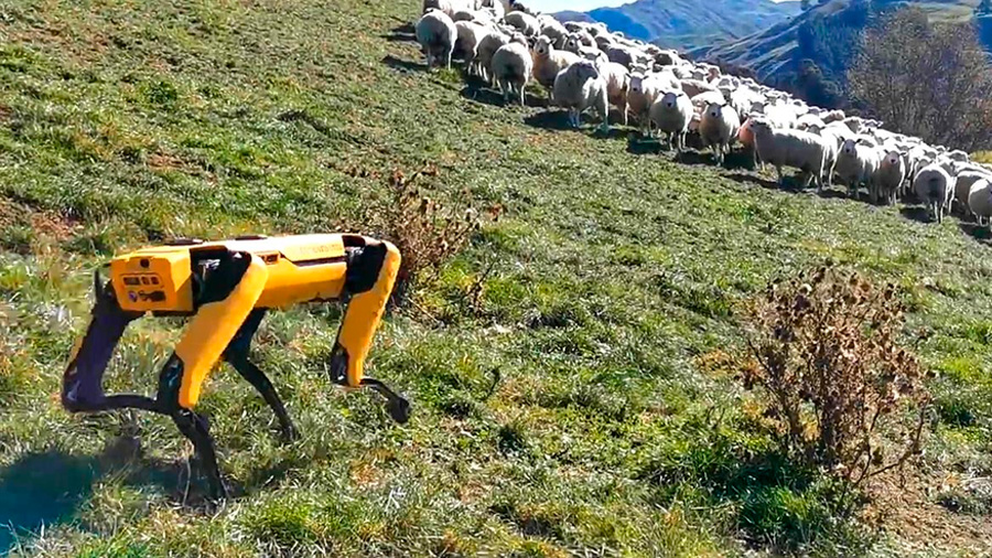 El perro pastor robot que no gusta a los pastores