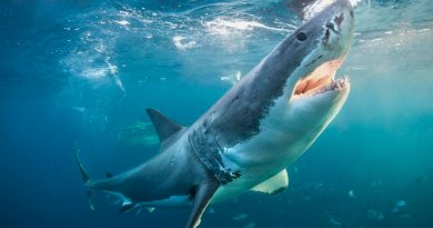 El temido tiburón blanco sorprende con su dieta