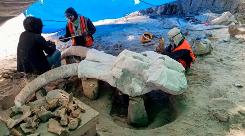 México iniciará estudio multidisciplinario en dos yacimientos con mamuts