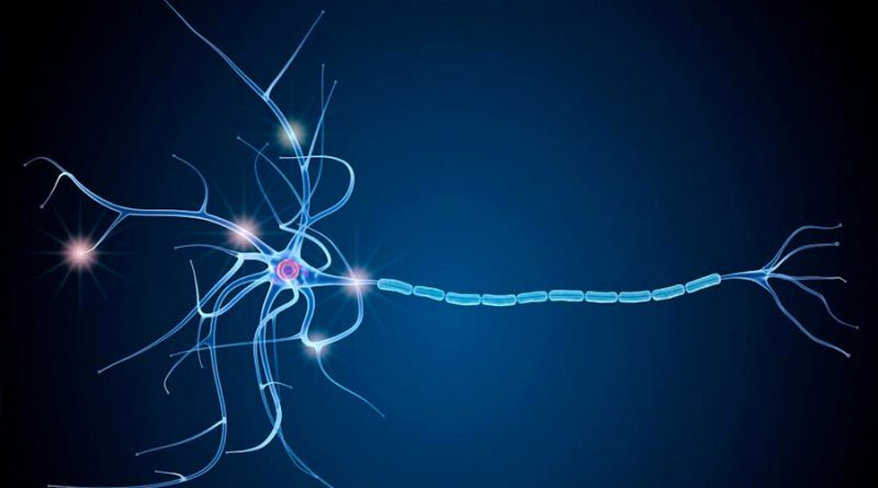 Células humanas para reparar la pérdida de mielina en la esclerosis múltiple