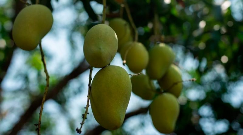 IPN comprueba propiedades cicatrizantes de la cáscara de mango