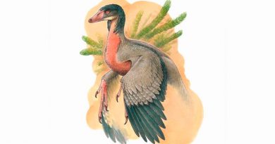 Descubren un pequeño dinosaurio carnívoro con alas que vivió en la Patagonia hace 90 millones de años