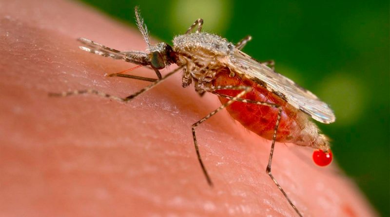 Logran inducir la conversión sexual masiva del parásito de la malaria en el laboratorio