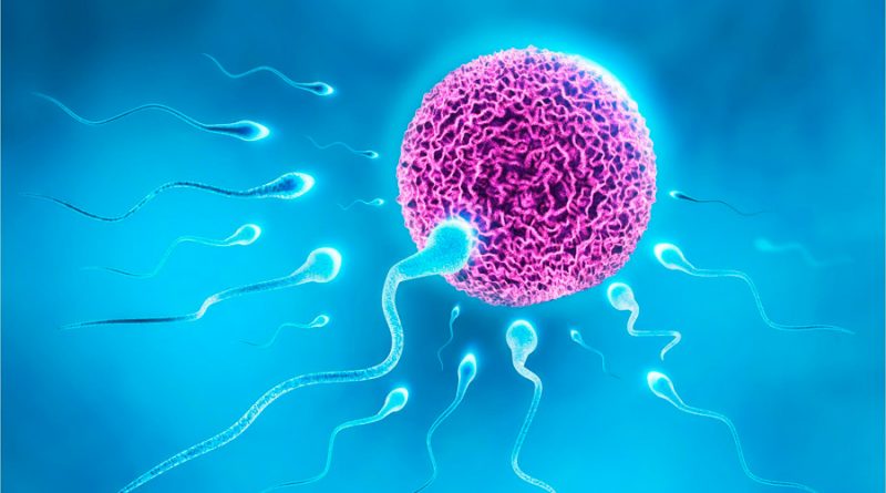 Científicos descubren que los óvulos humanos pueden elegir el tipo de esperma que atraen
