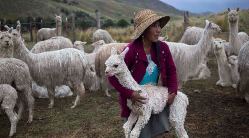 Científicos chilenos hallan un "fuerte" anticuerpo contra el COVID-19 en las alpacas