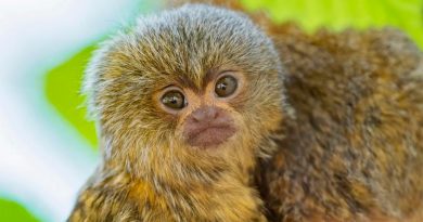 Un bebé del primate más pequeño del mundo nace en el zoo de Viena