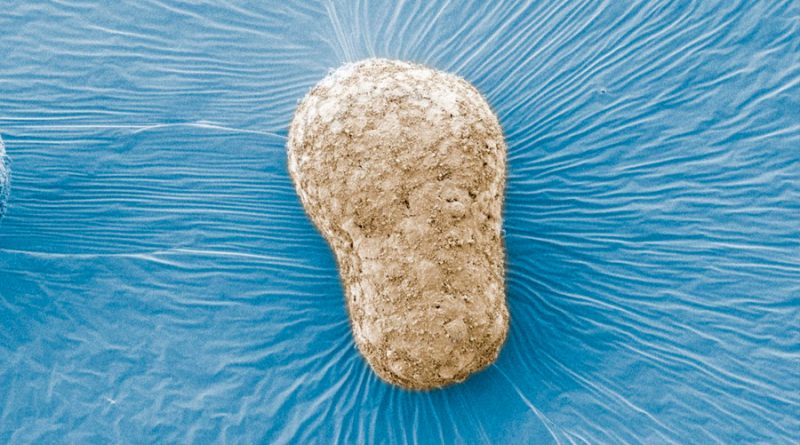 Un modelo de embrión humano muestra una fase nunca observada de la vida