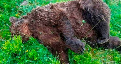 Diez mil euros de recompensa para encontrar al asesino de un oso pardo en los Pirineos