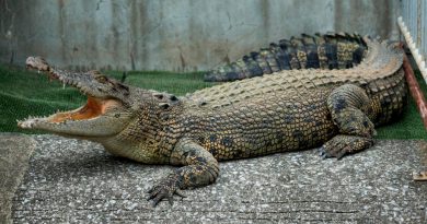 La mordedura de un cocodrilo tiene hasta 1.800 kilos de fuerza
