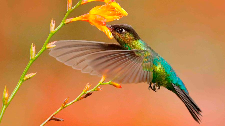 Estudio revela que los colibrís ven colores que los humanos no pueden percibir
