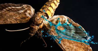 El secreto de las mariposas para sobrevivir al impacto de las gotas de lluvia: alas con microblindaje