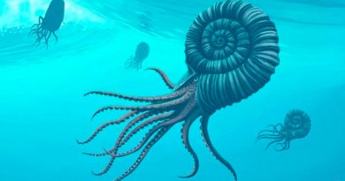Jóvenes estudiantes hallaron fósil de 95 kilos perteneciente a una criatura marina de hace 115 millones de años