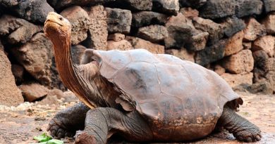 Diego, la tortuga inseminadora de Galápagos, vuelve a casa después de 87 años