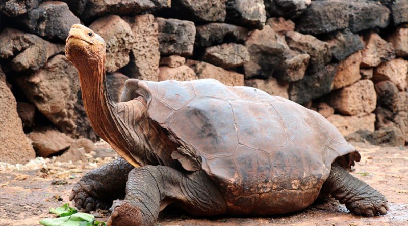 Diego, la tortuga inseminadora de Galápagos, vuelve a casa después de 87 años