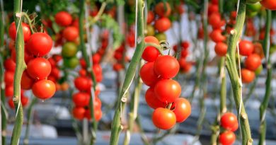 Hallan mutaciones secretas que permitirían crear nuevas variedades de tomates
