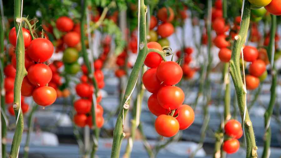 Hallan mutaciones secretas que permitirían crear nuevas variedades de tomates