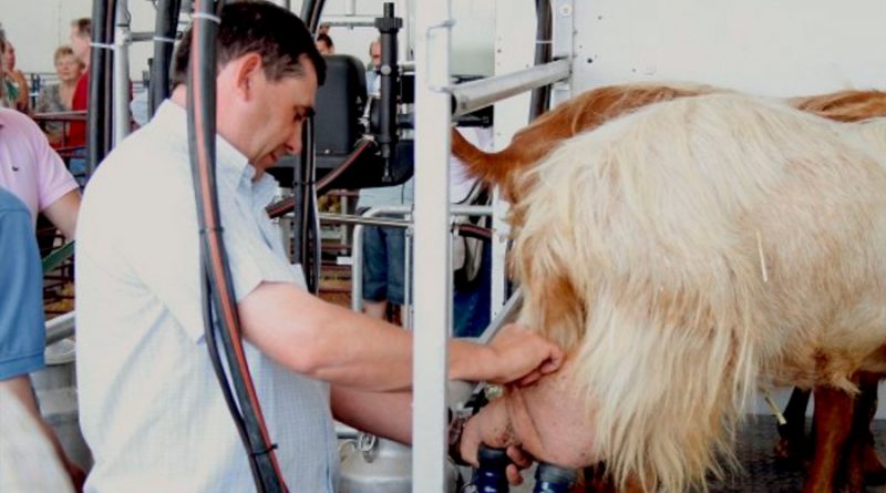 Científicos crean cabras genéticamente modificadas cuya leche ayudaría a combatir el cáncer