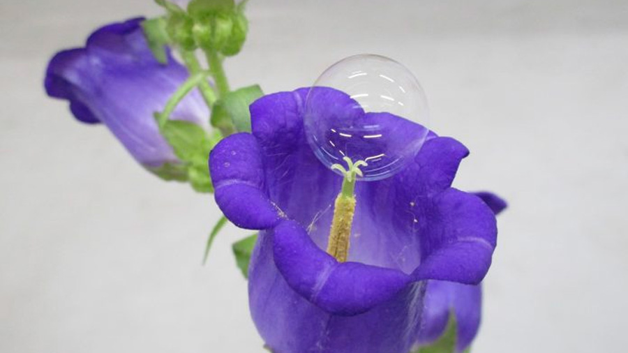 Un dron servirá para polinizar flores con burbujas de jabón