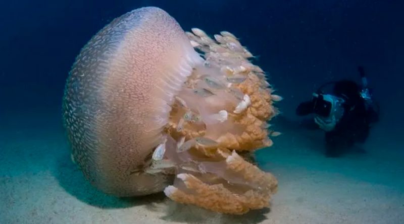 Veneno de medusa gigante desconcierta a científicos: su picadura llega hasta los 3.5 metros