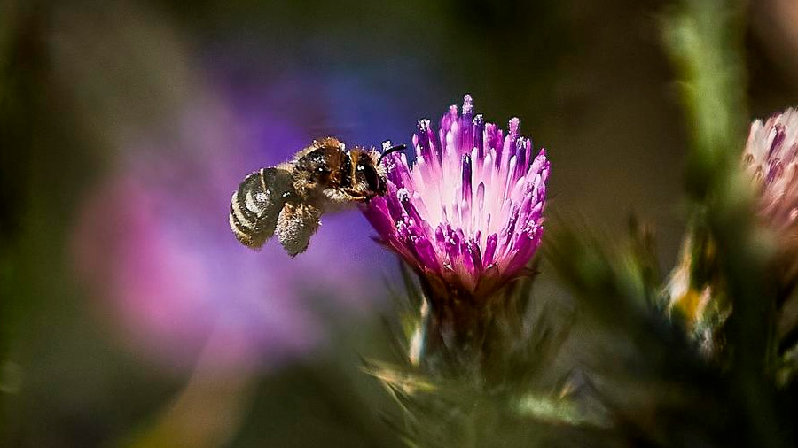 Polinizar con burbujas, estrategia ante desaparición de abejas